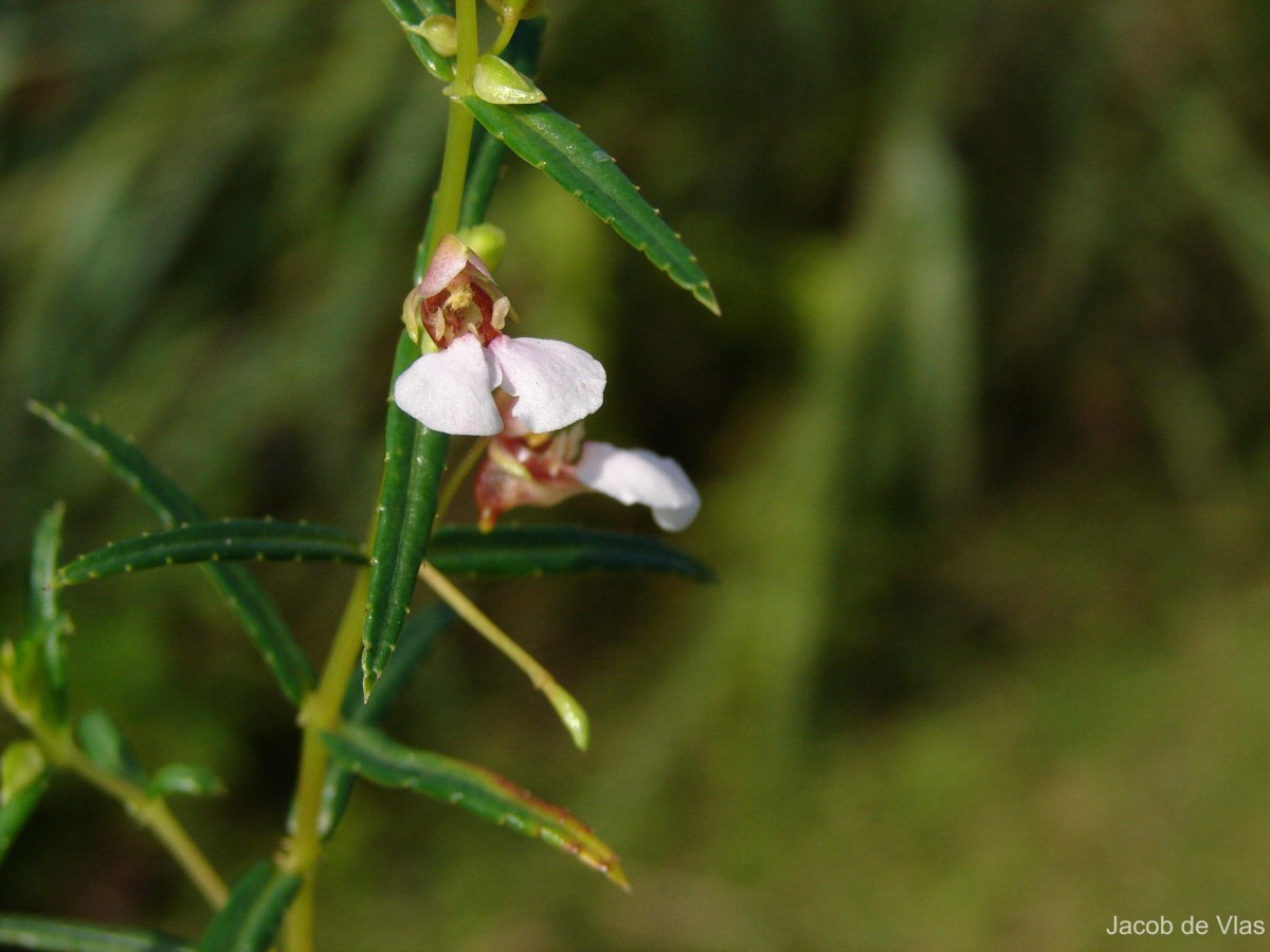 Impatiens oppositifolia L.